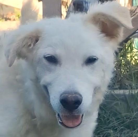 LELLO, SIMIL MAREMMANO TAGLIA RIDOTTA Foto 3